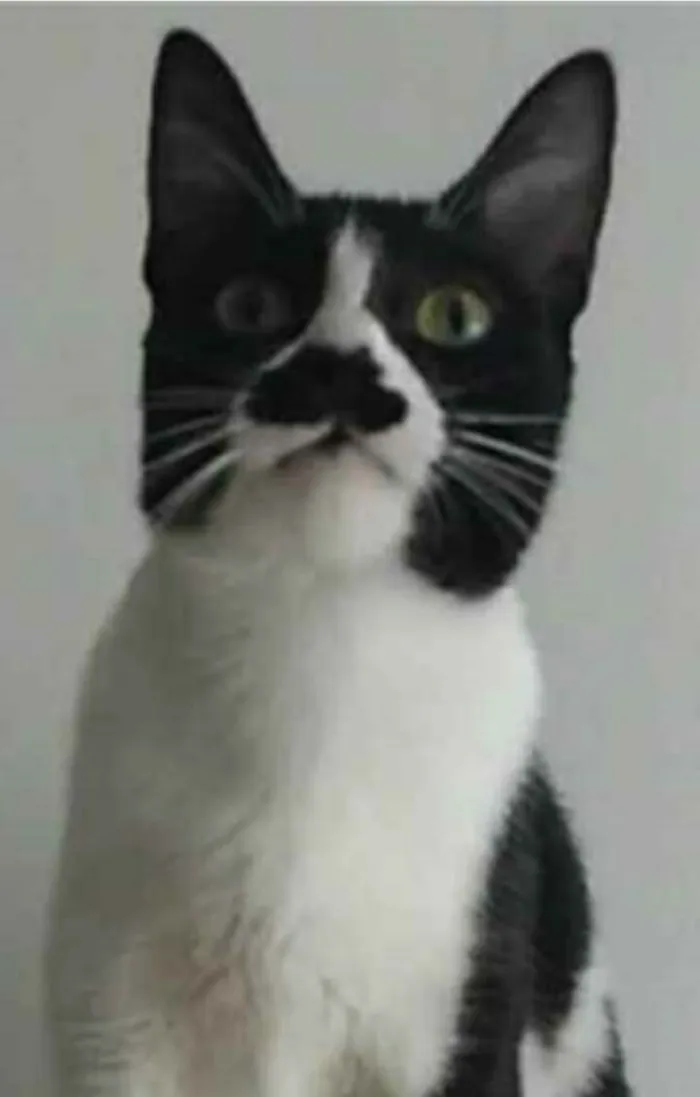 Gato ra a srd frajolinha  idade 2 anos nome CHAYENE
