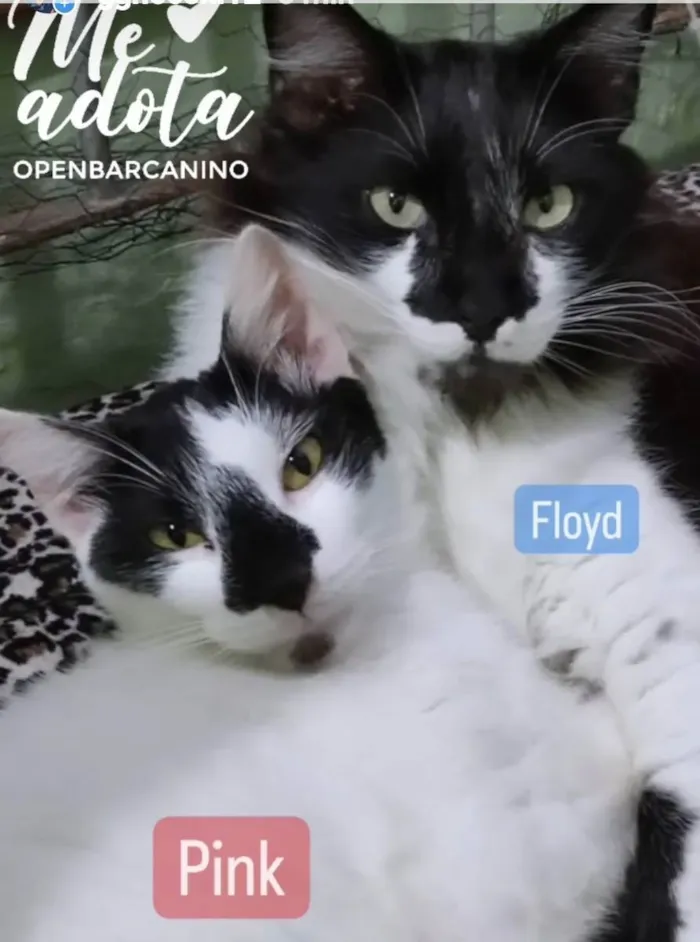 Gato ra a Srd idade 7 a 11 meses nome Pink e Floyd 