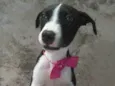 Menina