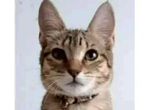 Gato raça srd tigradinha idade 7 a 11 meses nome LEONA