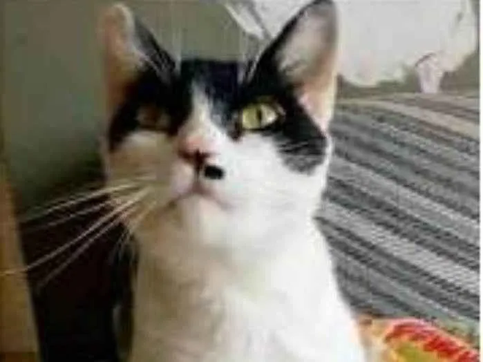 Gato ra a srd tricolor idade 2 anos nome ATHENA