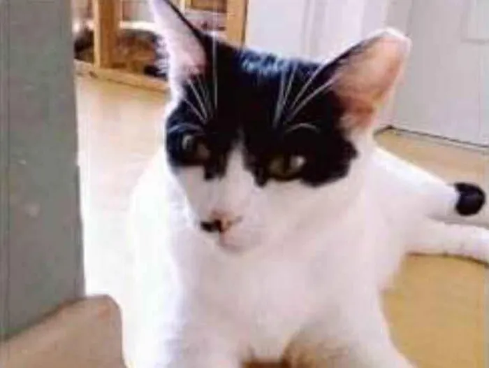 Gato ra a srd tricolor idade 2 anos nome ATHENA