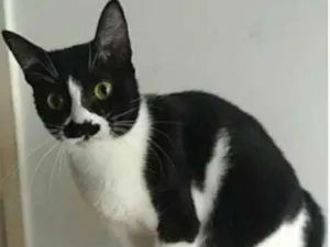Gato raça srd frajolinha  idade 2 anos nome CHAYENE