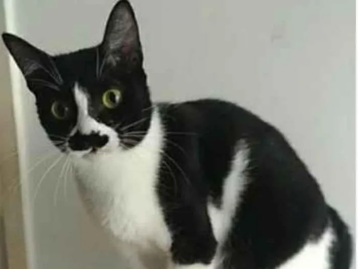 Gato ra a srd frajolinha  idade 2 anos nome CHAYENE