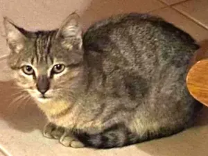 Gato raça Srd idade 2 a 6 meses nome Lulu