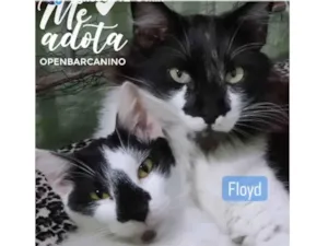 Gato raça Srd idade 7 a 11 meses nome Pink e Floyd 