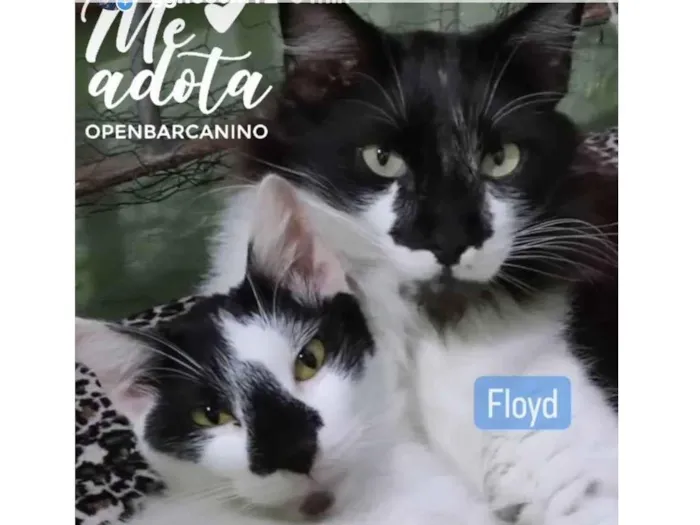 Gato ra a Srd idade 7 a 11 meses nome Pink e Floyd 