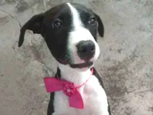 Cachorro raça Mestiço pitbull idade 1 ano nome Menina