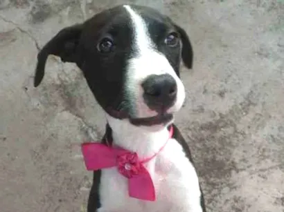 Cachorro raça Mestiço pitbull idade 1 ano nome Menina