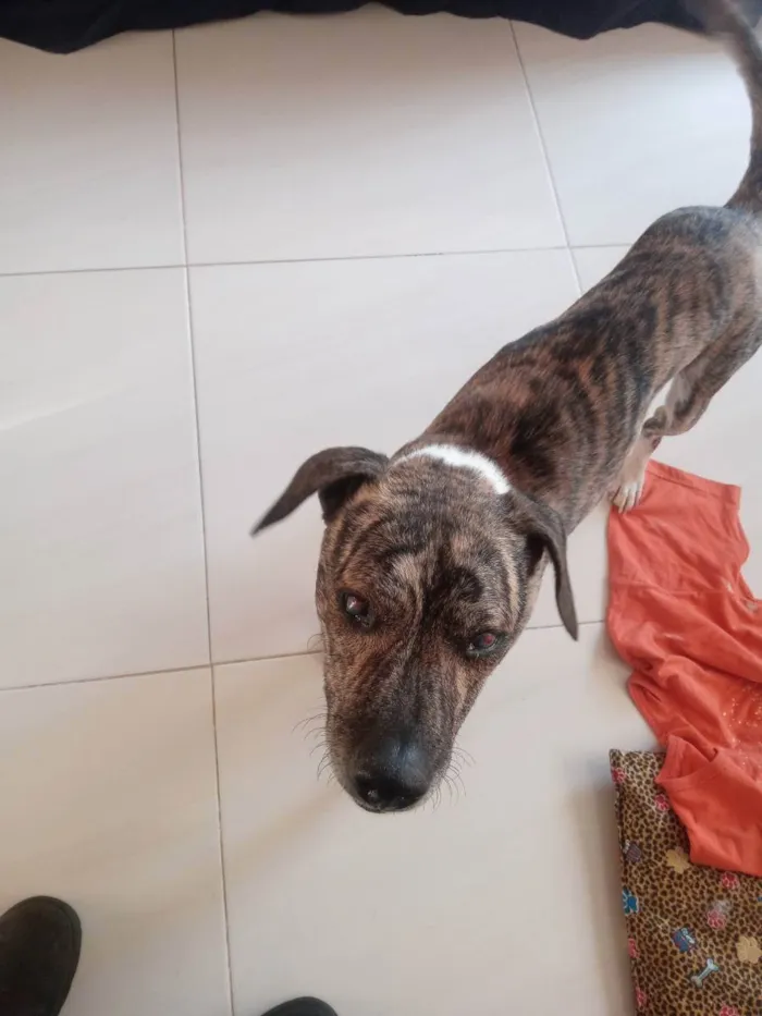 Cachorro raça SRD idade 6 ou mais anos nome Guerreiro