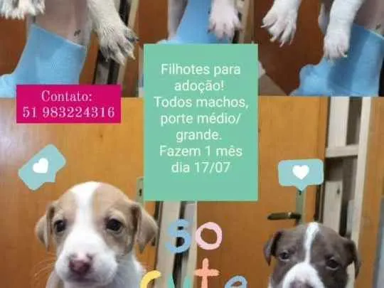 Cachorro ra a Todas as raças  idade Abaixo de 2 meses nome Doação 4 filhotes