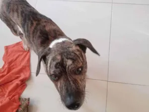 Cachorro raça SRD idade 6 ou mais anos nome Guerreiro