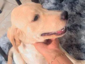 Cachorro raça Labrador  idade 1 ano nome Benny