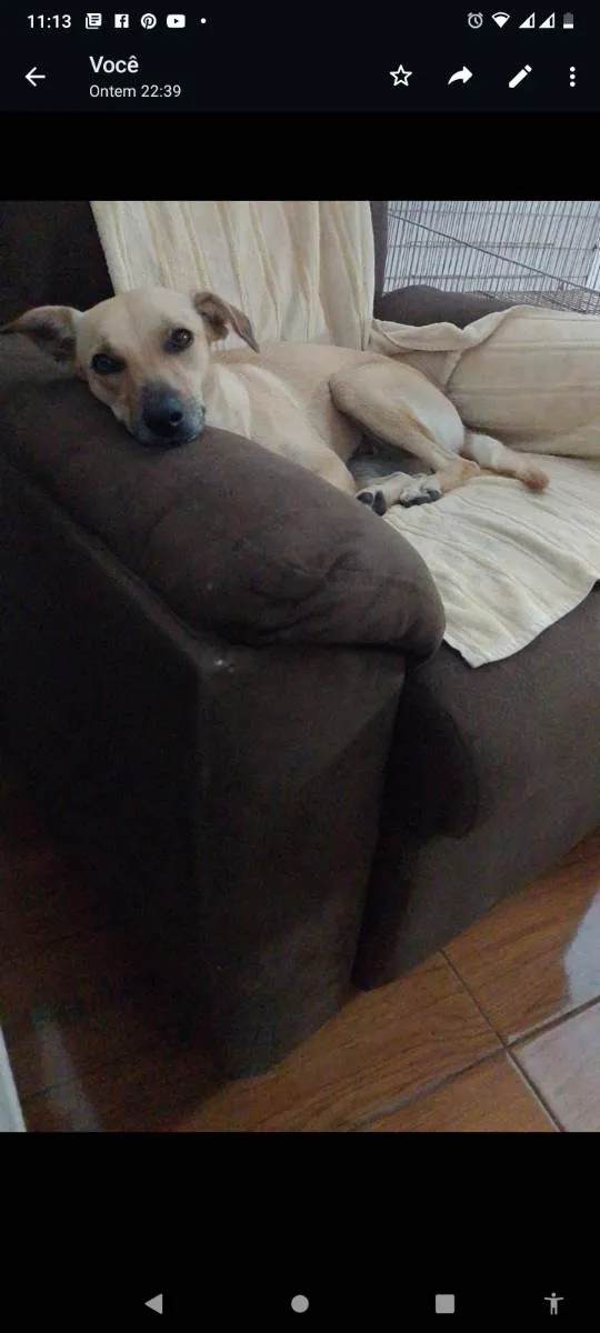 Cachorro raça Viralata idade  nome Lili