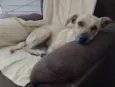 Lili