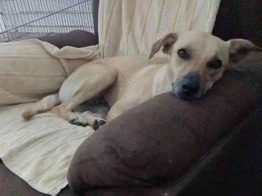 Cachorro raça Viralata idade  nome Lili