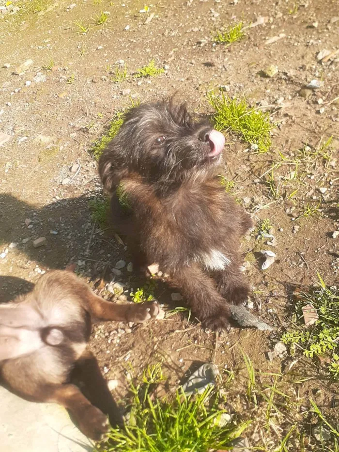 Cachorro ra a Desconhecida idade 2 a 6 meses nome Pets