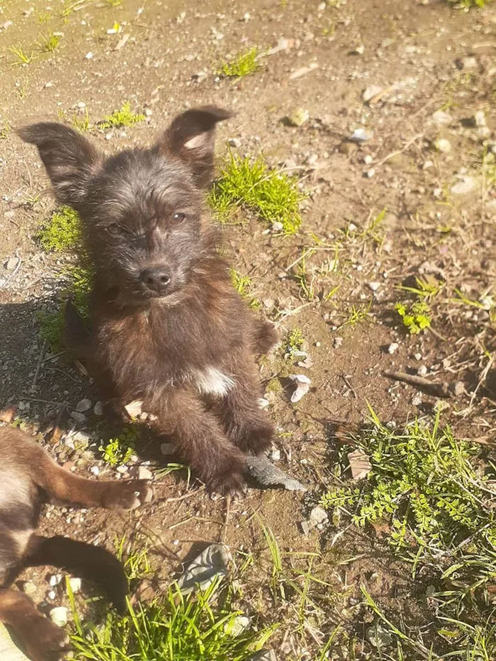 Cachorro ra a Desconhecida idade 2 a 6 meses nome Pets