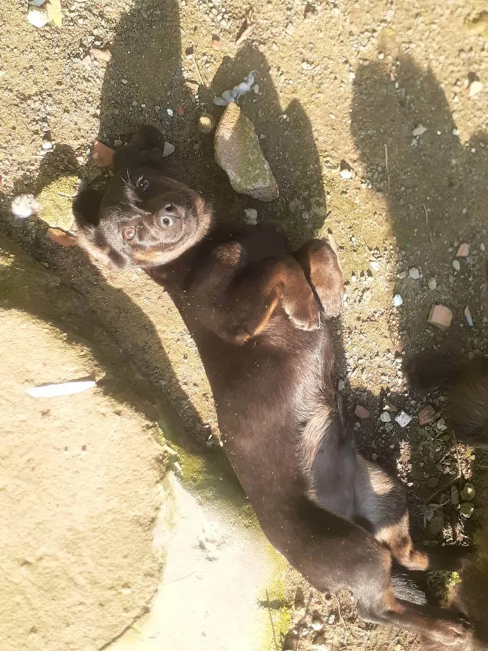 Cachorro ra a Desconhecida idade 2 a 6 meses nome Pets