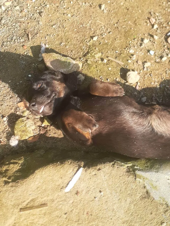 Cachorro ra a Desconhecida idade 2 a 6 meses nome Pets