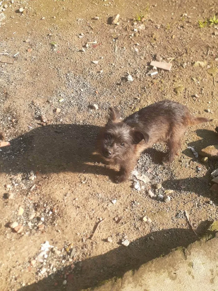 Cachorro ra a Desconhecida idade 2 a 6 meses nome Pets