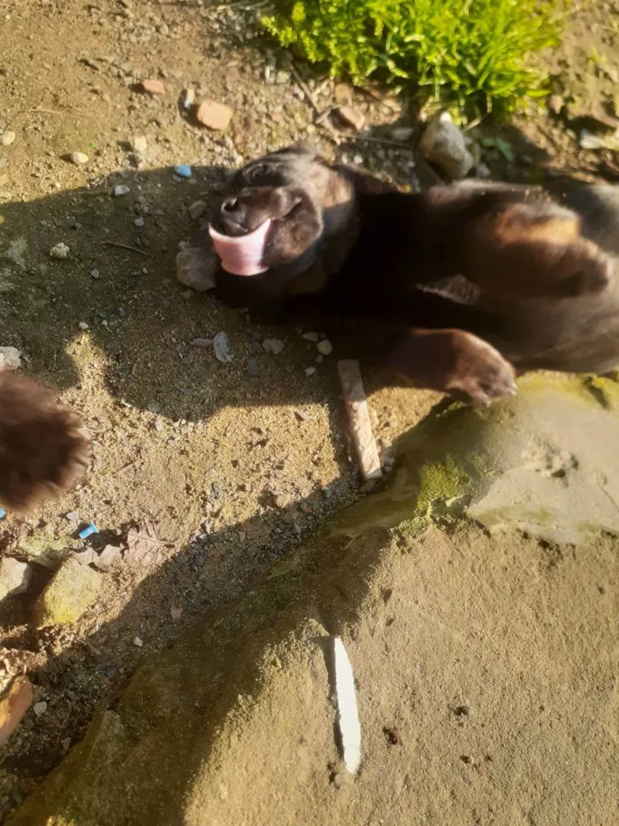 Cachorro ra a Desconhecida idade 2 a 6 meses nome Pets