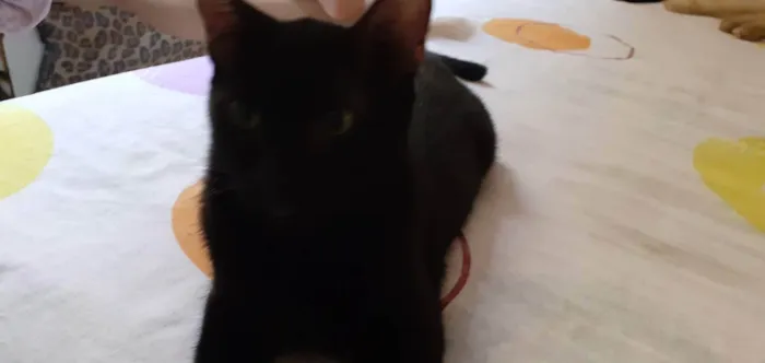 Gato ra a  idade 2 a 6 meses nome Gatinho preto