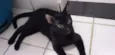 Gatinho preto