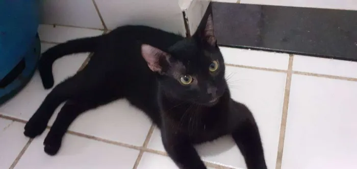 Gato ra a  idade 2 a 6 meses nome Gatinho preto