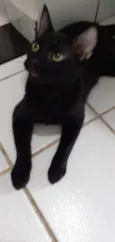 Gatinho preto