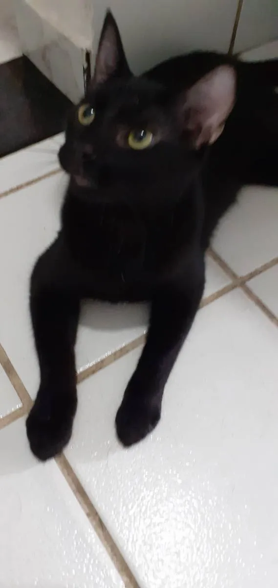 Gato ra a  idade 2 a 6 meses nome Gatinho preto