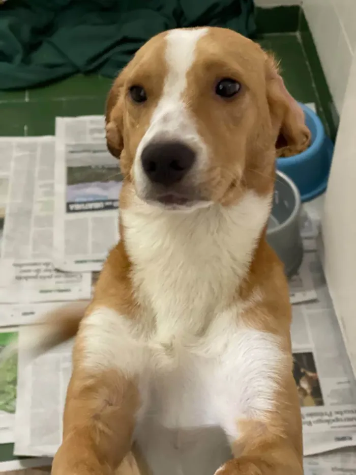 Cachorro ra a SRD, mistura de beagle idade 7 a 11 meses nome Gael