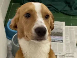 Cachorro raça SRD, mistura de beagle idade 7 a 11 meses nome Gael