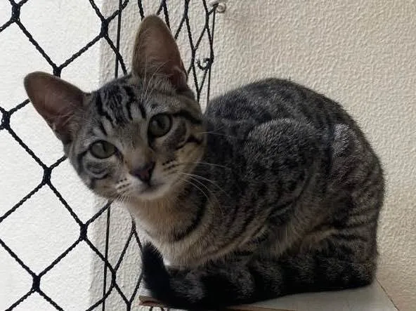 Gato raça Srd idade 2 a 6 meses nome Belzinha