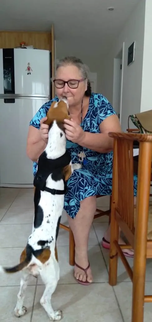 Cachorro raça Basset Hound (talvez mix) idade 4 anos nome Jully