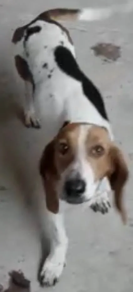 Cachorro raça Basset Hound (talvez mix) idade 4 anos nome Jully