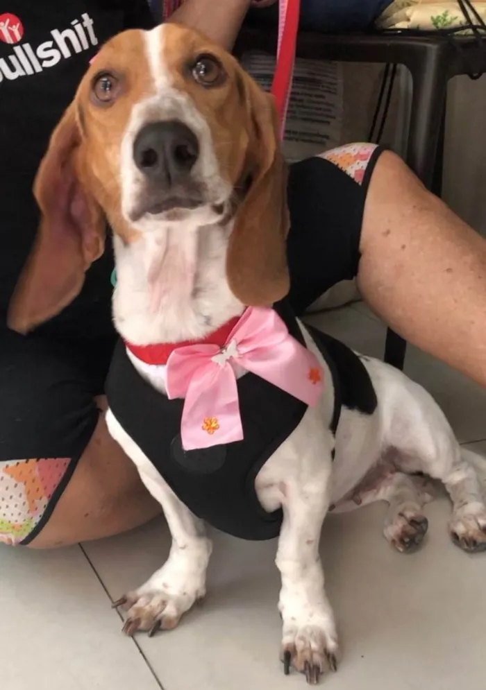 Cachorro raça Basset Hound (talvez mix) idade 4 anos nome Jully