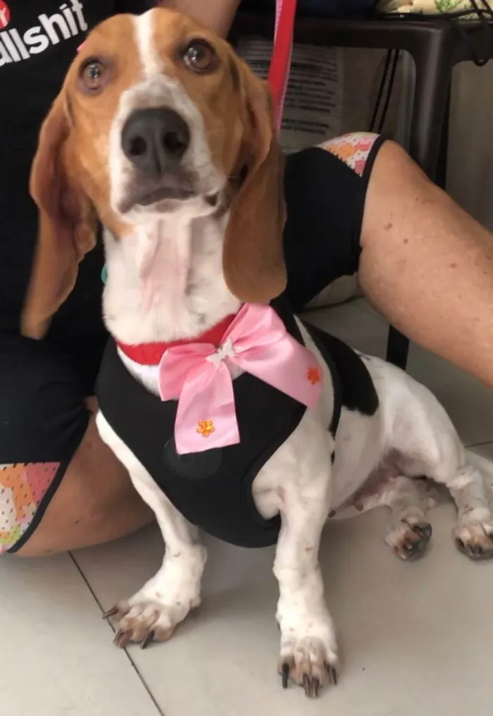 Cachorro raça Basset Hound (talvez mix) idade 4 anos nome Jully