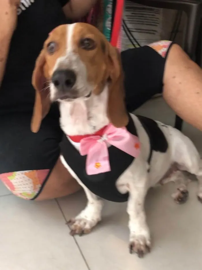 Cachorro raça Basset Hound (talvez mix) idade 4 anos nome Jully