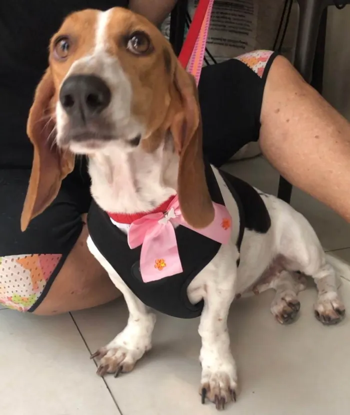 Cachorro raça Basset Hound (talvez mix) idade 4 anos nome Jully