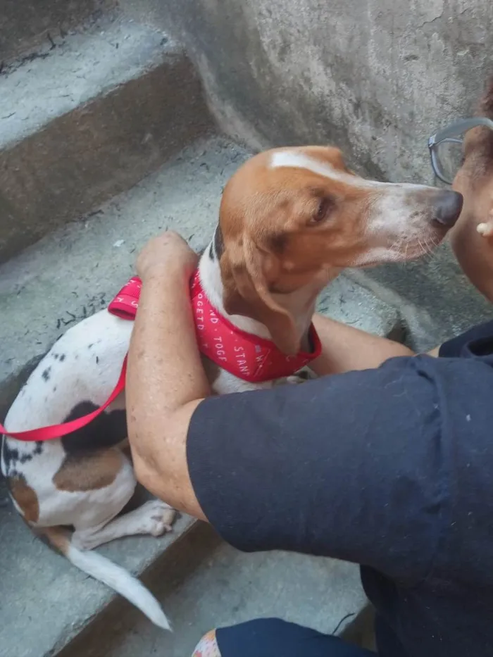 Cachorro raça Basset Hound (talvez mix) idade 4 anos nome Jully