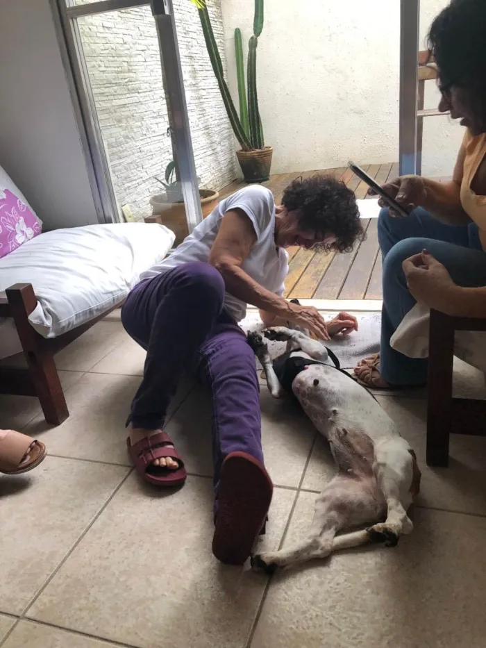 Cachorro raça Basset Hound (talvez mix) idade 4 anos nome Jully