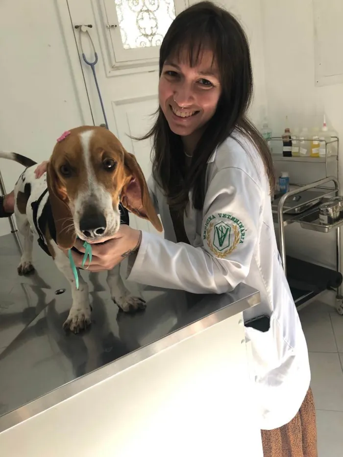 Cachorro raça Basset Hound (talvez mix) idade 4 anos nome Jully