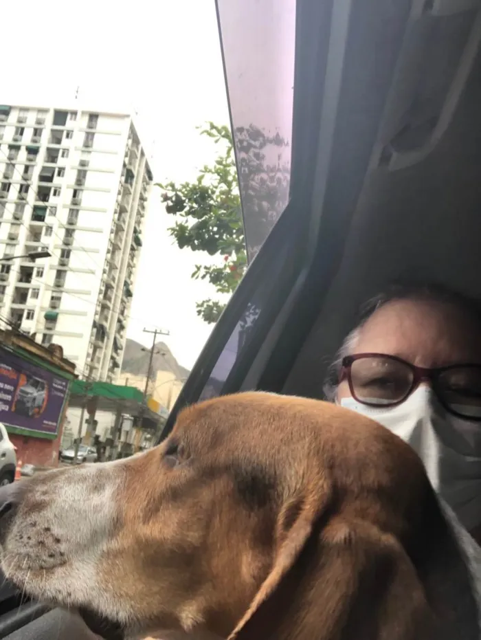 Cachorro raça Basset Hound (talvez mix) idade 4 anos nome Jully