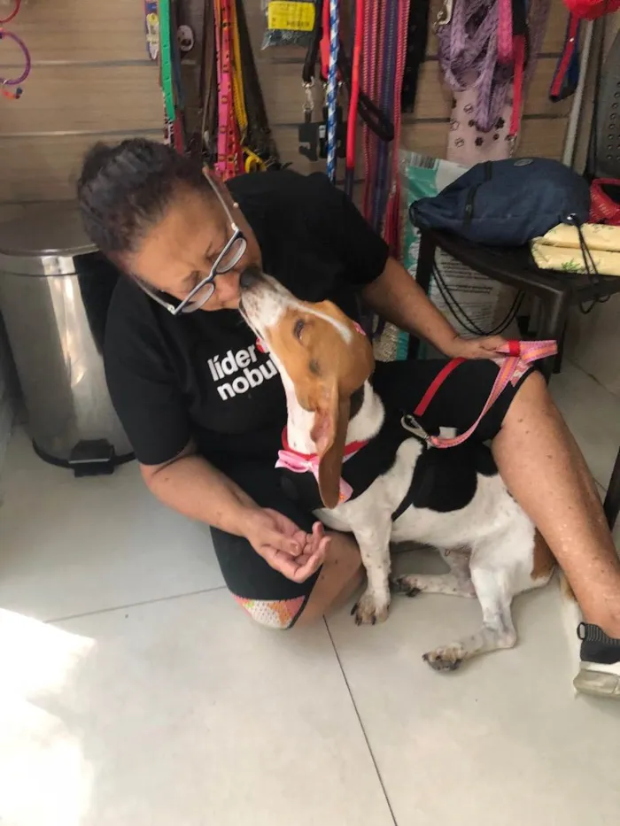 Cachorro raça Basset Hound (talvez mix) idade 4 anos nome Jully