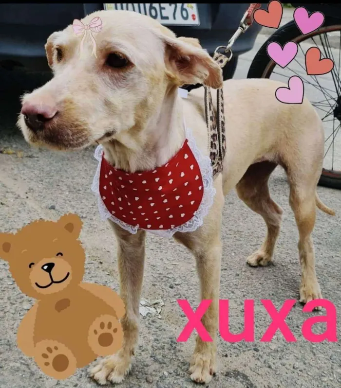 Cachorro ra a Mix de poodle idade 1 ano nome Xuxa