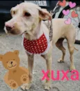 Xuxa