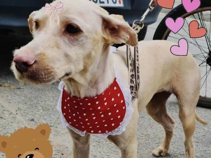 Cachorro ra a Mix de poodle idade 1 ano nome Xuxa