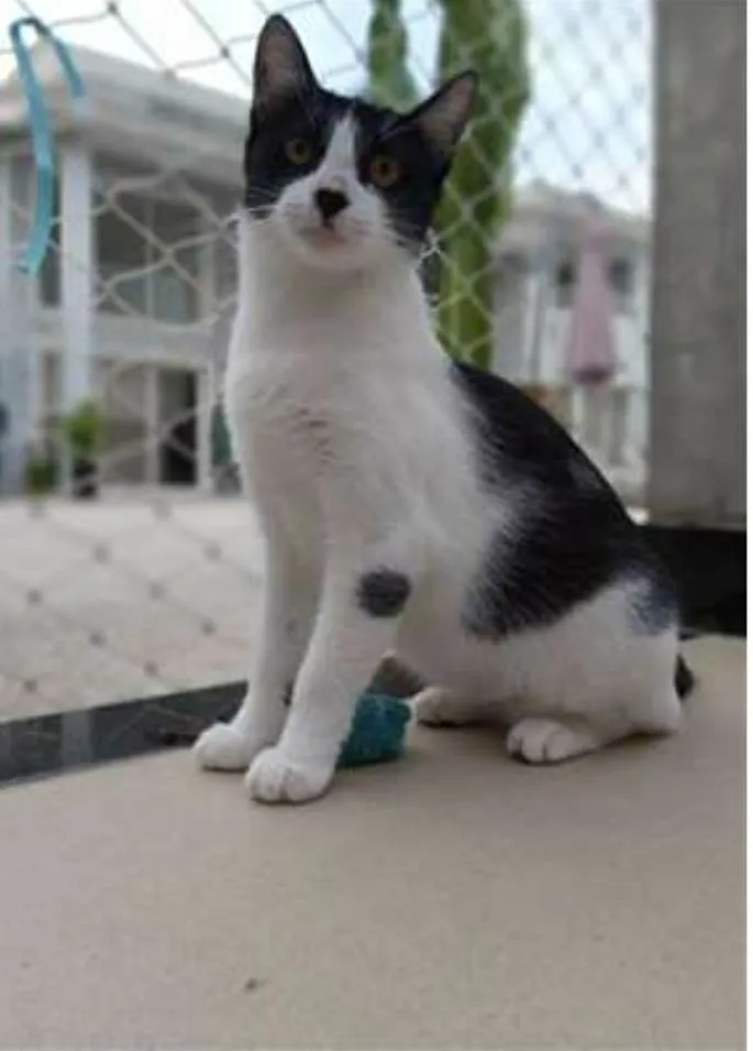 Gato ra a srd frajolinha  idade 1 ano nome MAGGIE