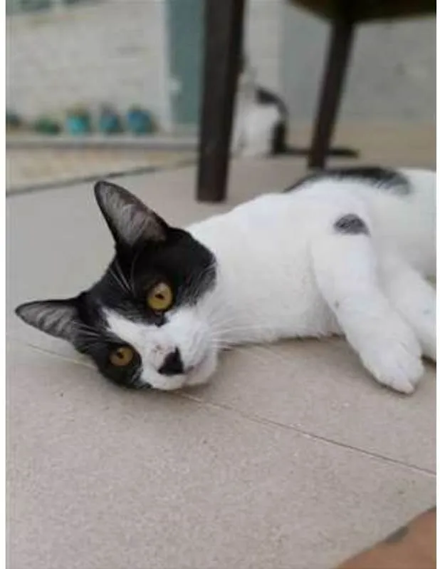 Gato ra a srd frajolinha  idade 1 ano nome MAGGIE